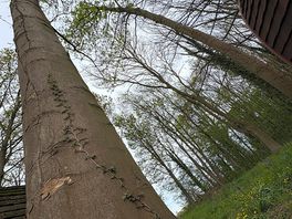 Tree in the ancient wood