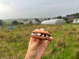Smores