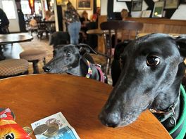 Did someone say treats?