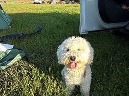 Dog friendly