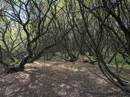 Local woodlands to explore