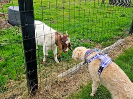 Making friends