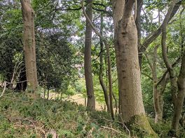Forest walks