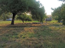 Ducks