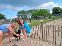 Petting zoo on site