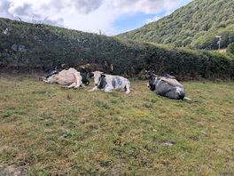 The amazing cows
