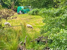 Camping companions