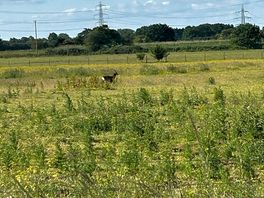 Deer