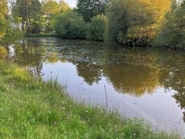 Trees and fishing lake