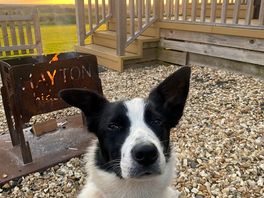 The amazing dog meg :)