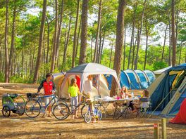 Pitches in the woods