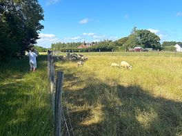 Sheep’s and alpacas
