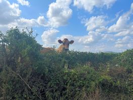 Lots of animals near by.