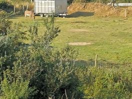 Donkeys