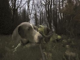 Pooch in the trees