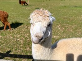 Alpaca
