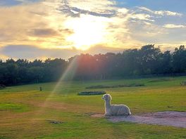 The alpaca