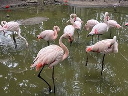 Zoo next to yurts