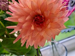 Purdy flower