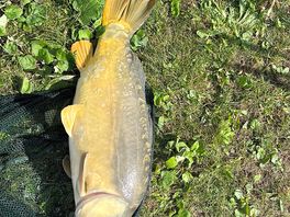 Carp
