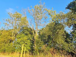 Trees surrounding tent field