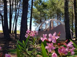 In the shade of the pines with a breakthrough to admire the stars