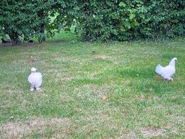 Chicks 🐣