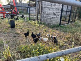 Chickens roam the cafe next door