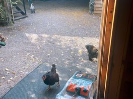 Little visitors