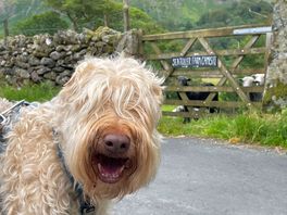 Dog friendly is the best type of campsite! free roaming sheep were lovely