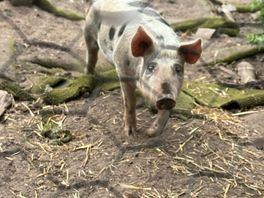 Pigs