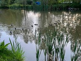 Ducklings and goslings galore