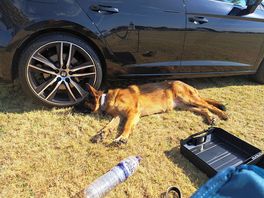 Tired dog.