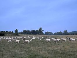 The neighbours!