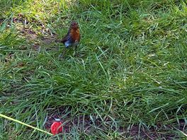 Robin visited us every day