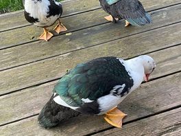 With little wildlife 🙏🥰