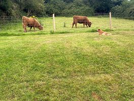 Just chilling with the neighbours