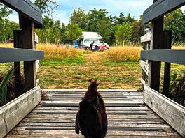 Following the chicken across the bridge