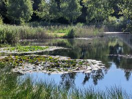 The fishing pond