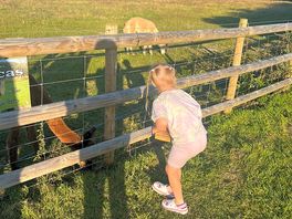 Feeding the alpacas