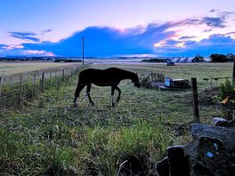The next field over has horses and deer