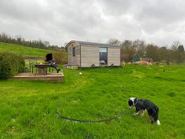Dog enjoying the long grass