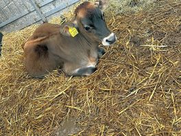 Farm onsite, kids can feed the animals just 50p for animal food