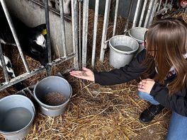 Tworking farm with a 4 day old calf