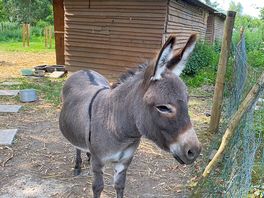 Donkey