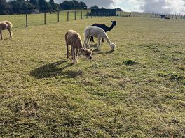Alpaca farm