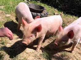 The pigs made our boys very happy!
