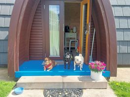 Dogs loved it