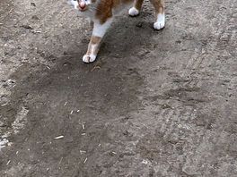 Biscuit