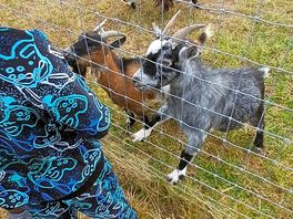 Son feeding the animals